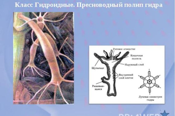 Kraken onion вход