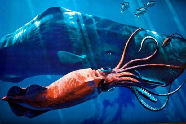 Kraken market3